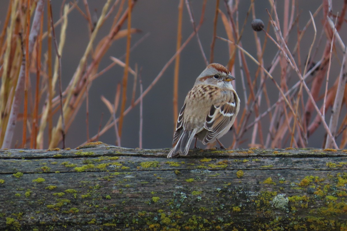 Bruant hudsonien - ML645600367