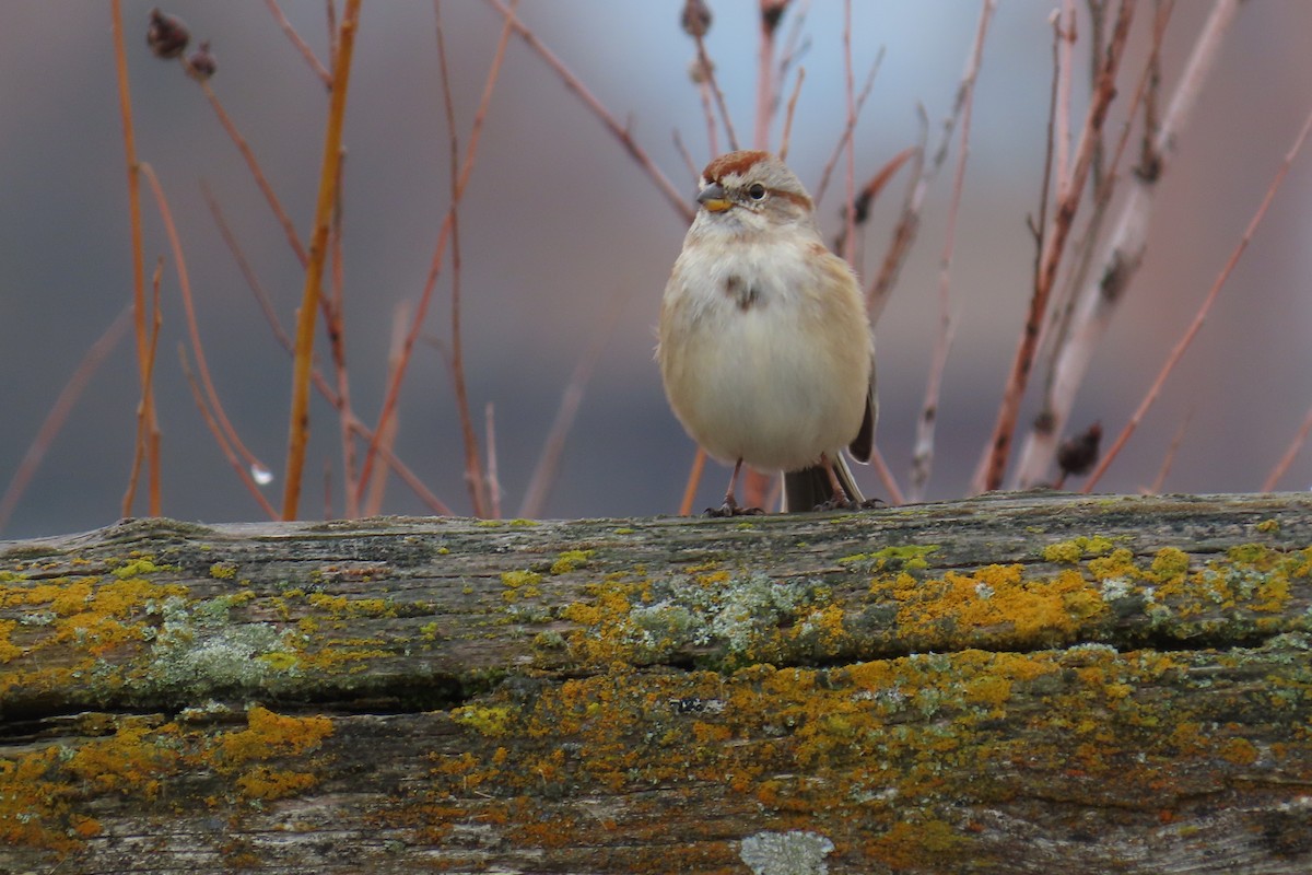 Bruant hudsonien - ML645600368