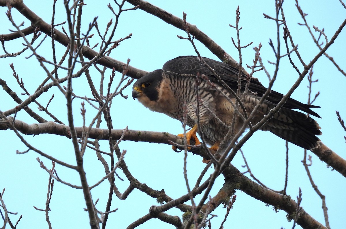 Эгэл шонхор - ML645600369