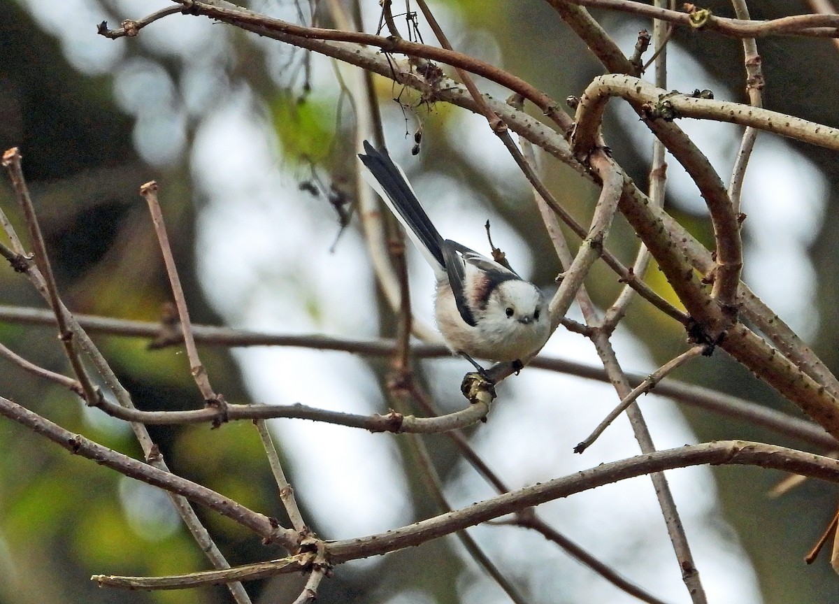 Long-tailed Tit - ML645600370