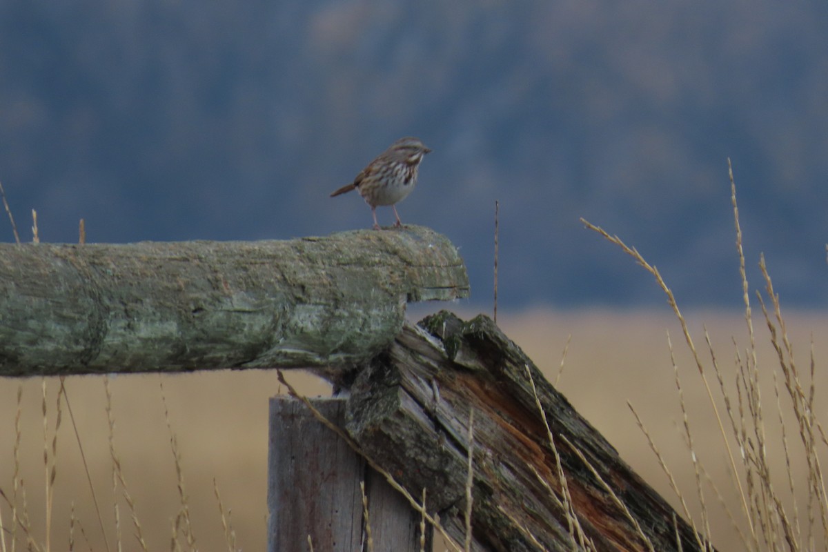 Bruant chanteur - ML645600376