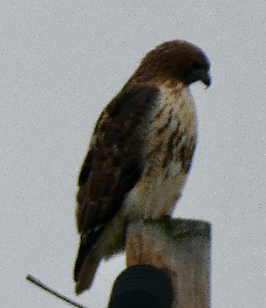 Poiana codarossa - ML645600378