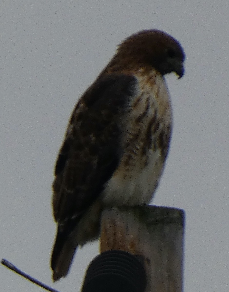 Poiana codarossa - ML645600379