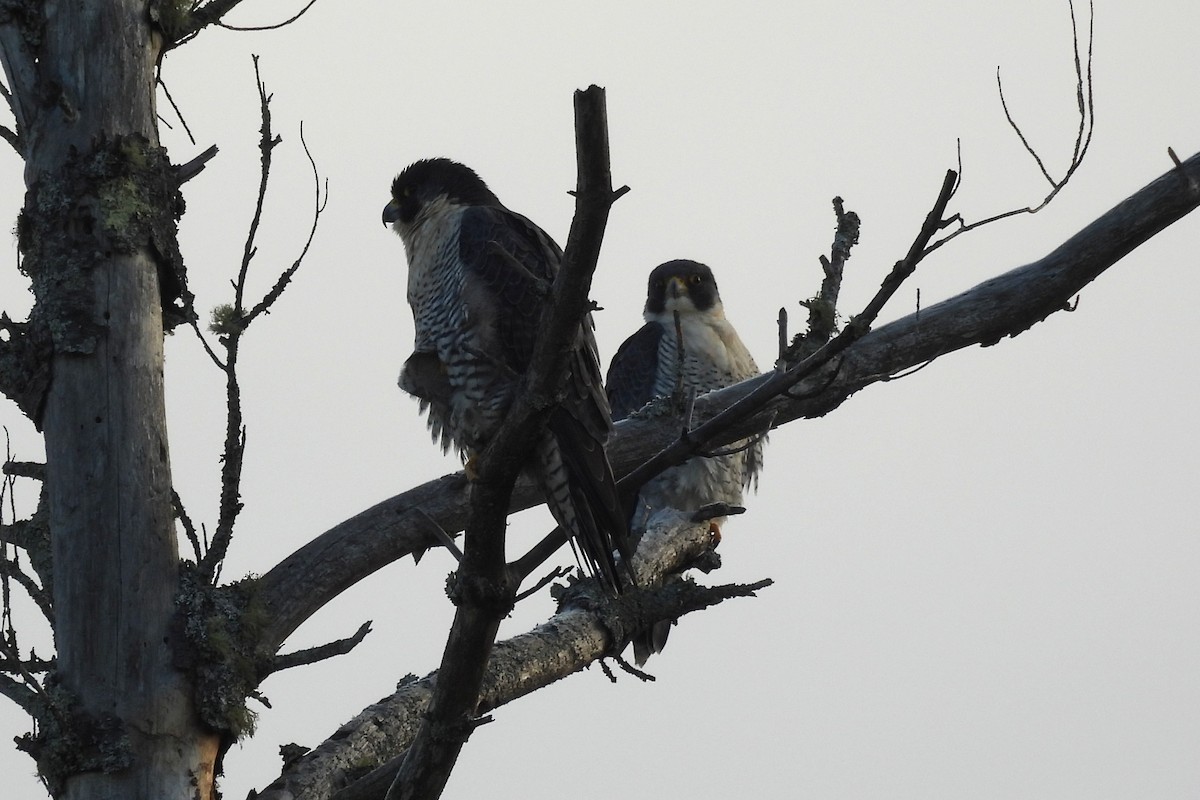 Эгэл шонхор - ML645600380