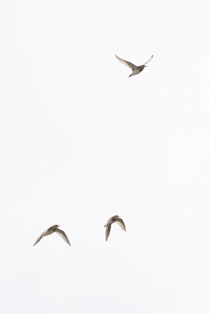 Çizgili Kumkuşu - ML645600381