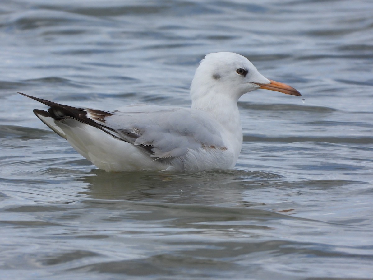Slender-billed Gull - ML645600386