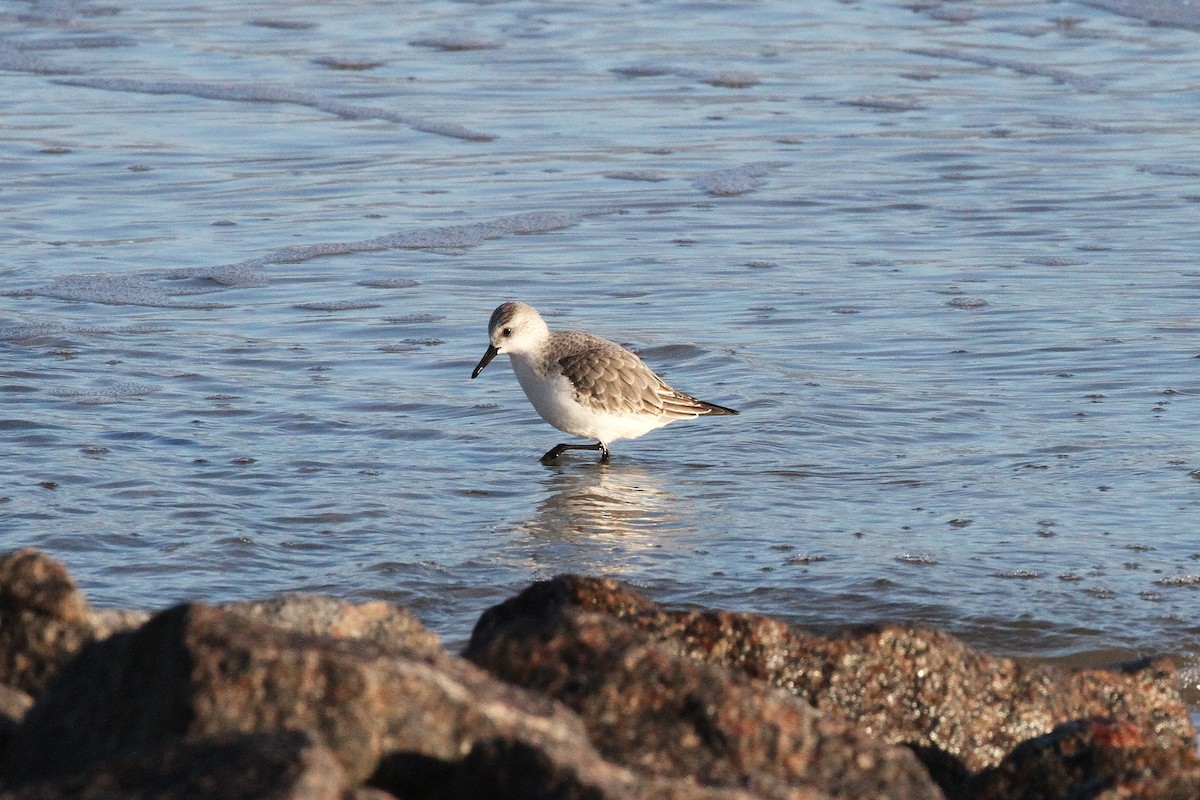 Txirri zuria - ML645600403