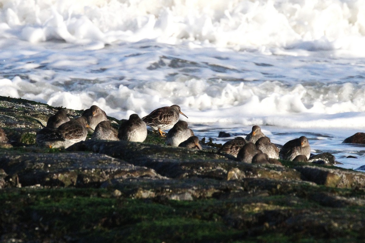 Purple Sandpiper - ML645600407