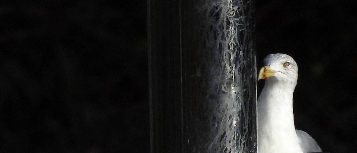 European Herring Gull - ML645600413