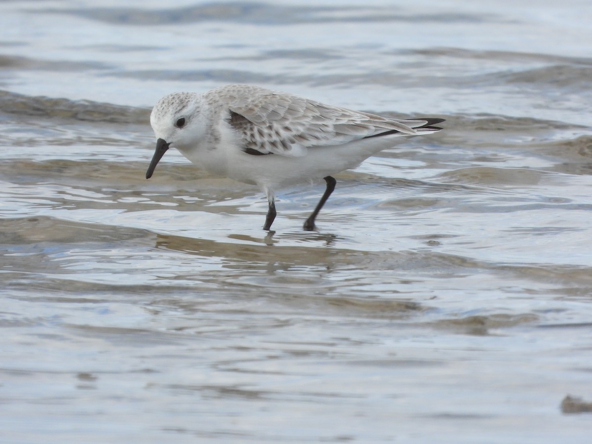 Txirri zuria - ML645600419