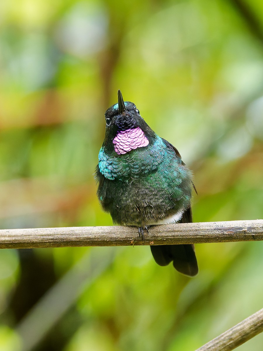 Tourmaline Sunangel - ML645600425