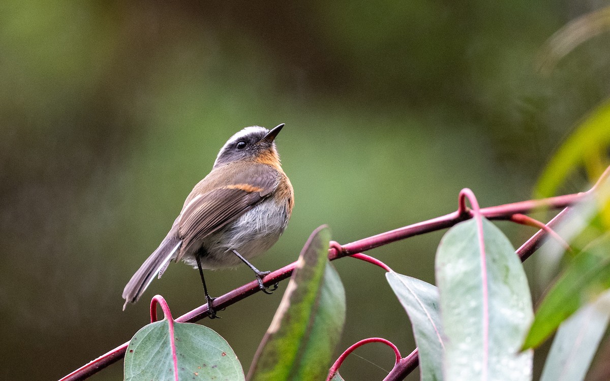 Orangebrust-Schmätzertyrann - ML645600431