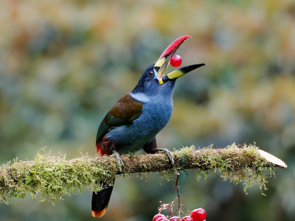 lavendeltukan - ML645600450