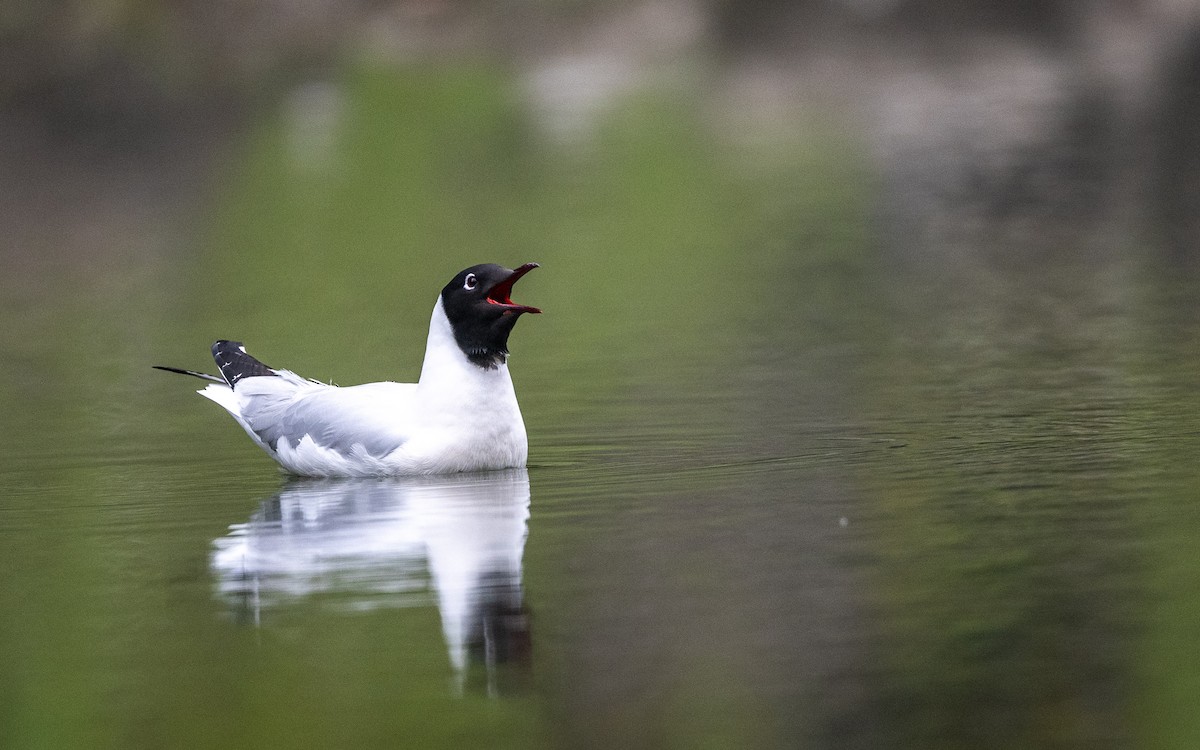 Andean Gull - ML645600453
