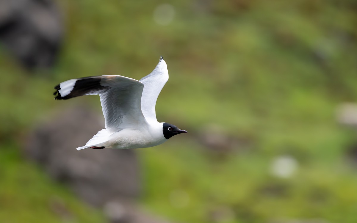Andean Gull - ML645600454
