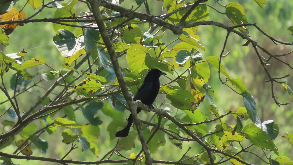 Hair-crested Drongo - ML645600458