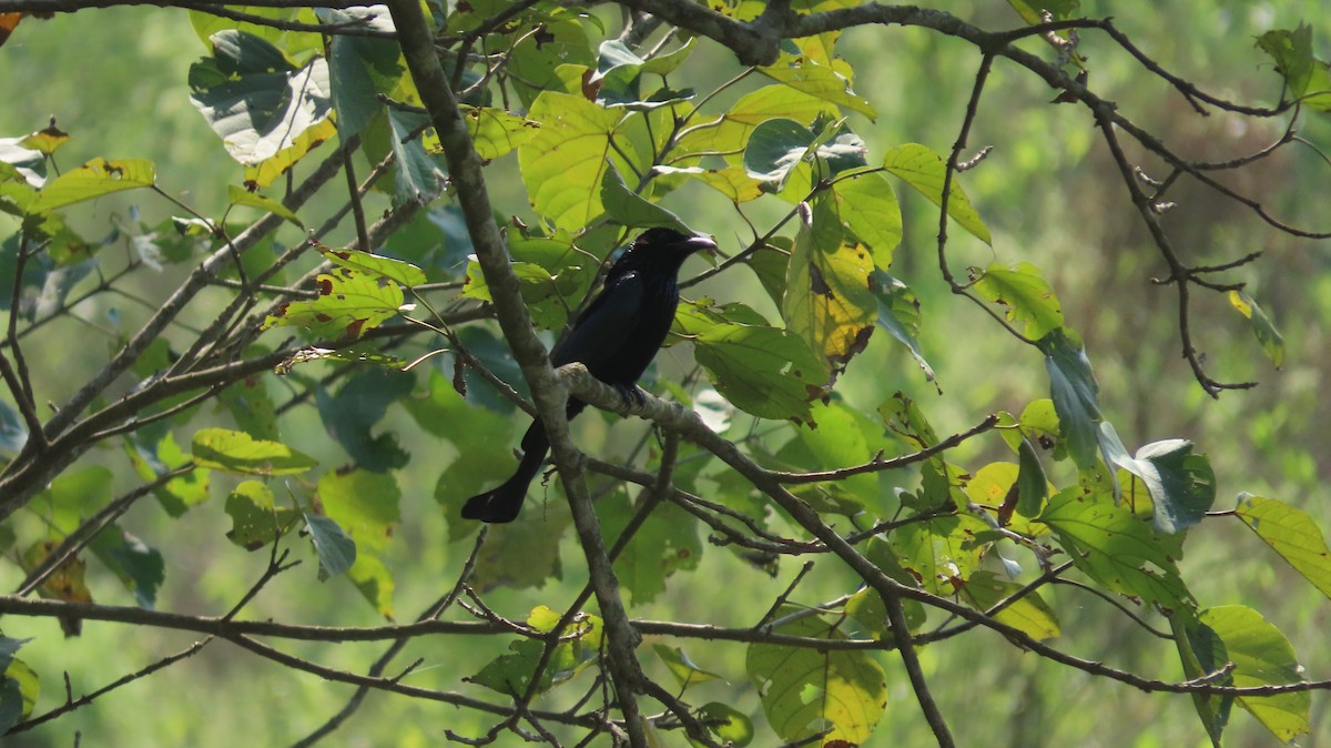 Hair-crested Drongo - ML645600459