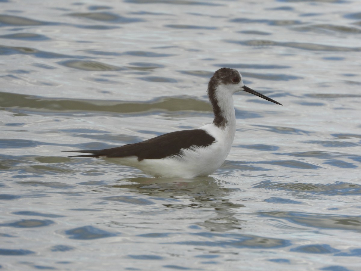 Zankaluze eurasiarra - ML645600467