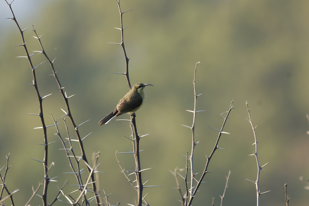 Tacazze Sunbird - ML645600472