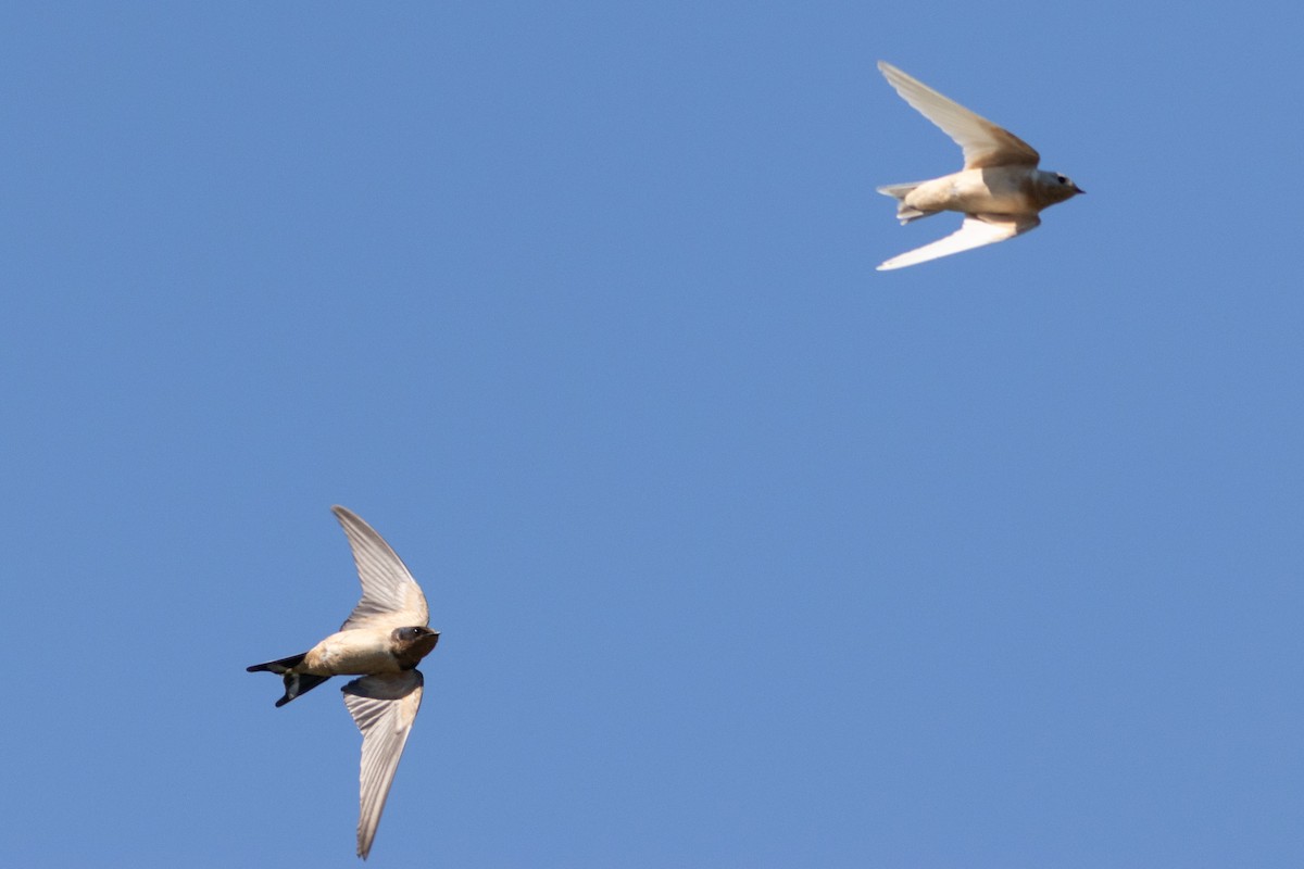 Ластівка сільська - ML645600475