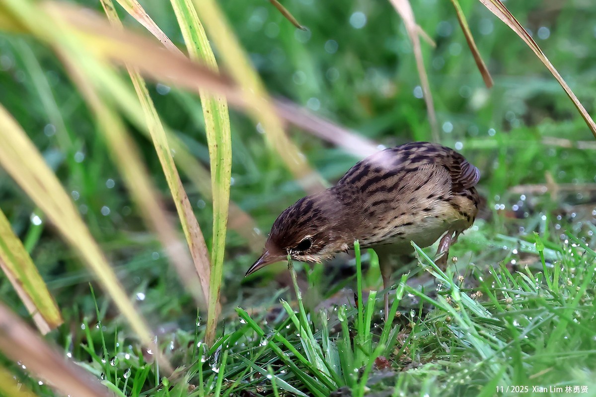 マキノセンニュウ - ML645600476