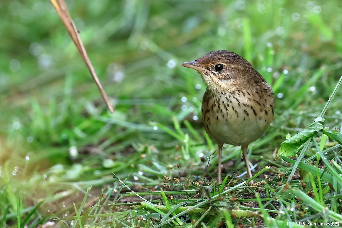 マキノセンニュウ - ML645600477