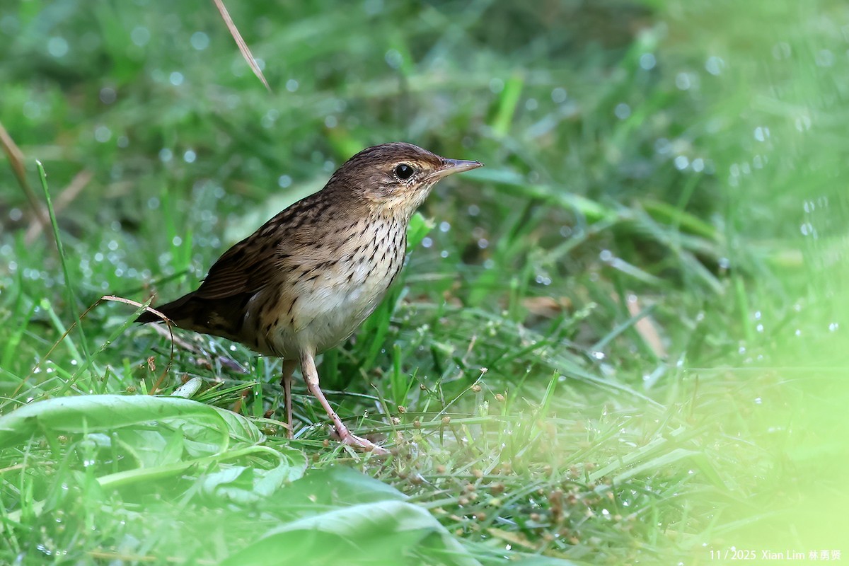 マキノセンニュウ - ML645600478