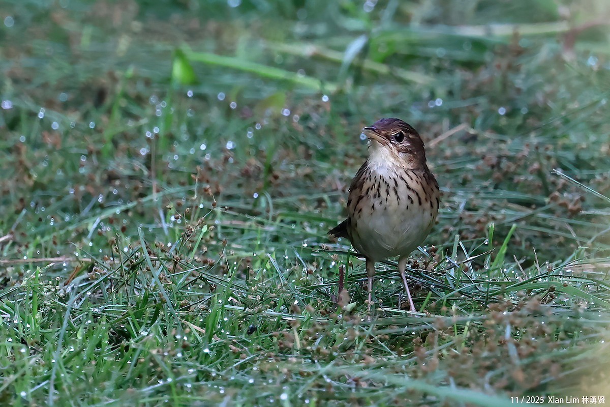 マキノセンニュウ - ML645600479