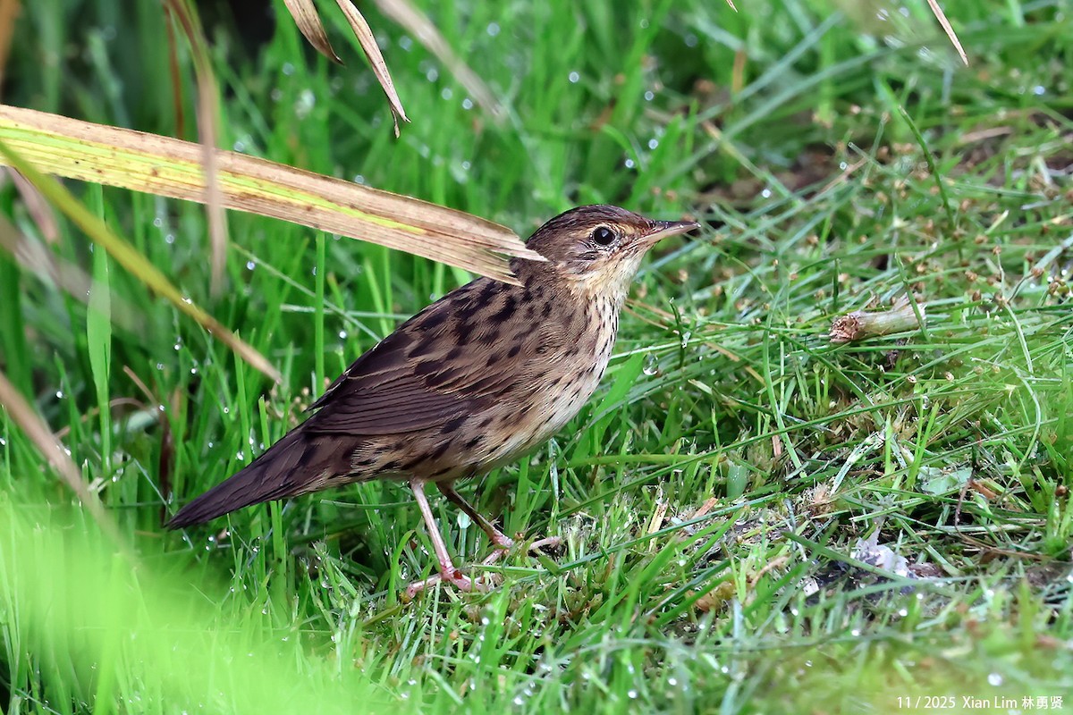 マキノセンニュウ - ML645600480