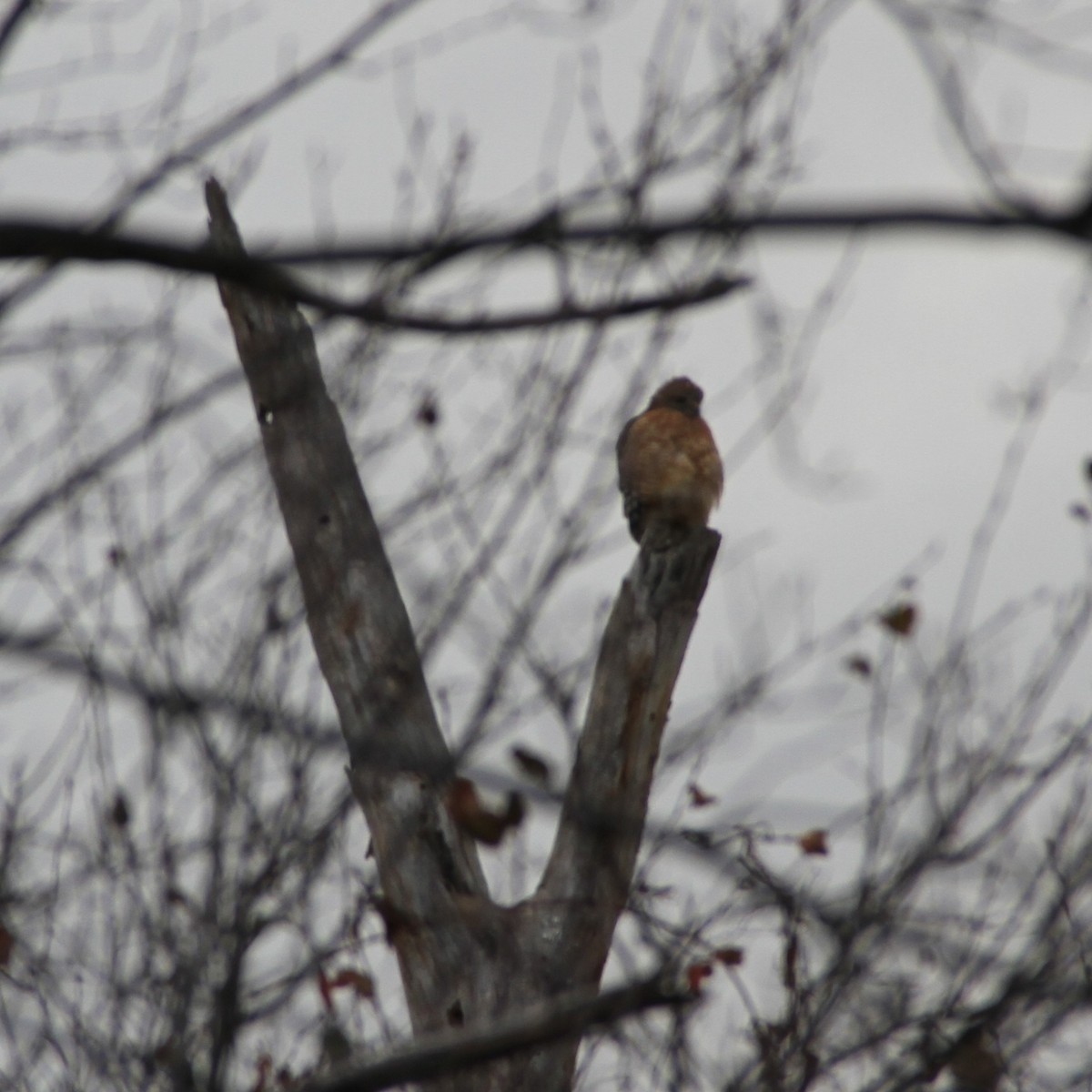Red-shouldered Hawk - ML645600481