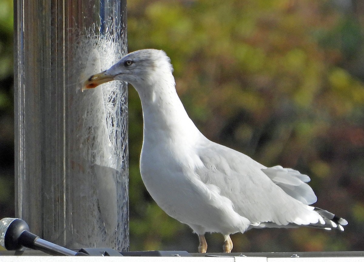 European Herring Gull - ML645600484