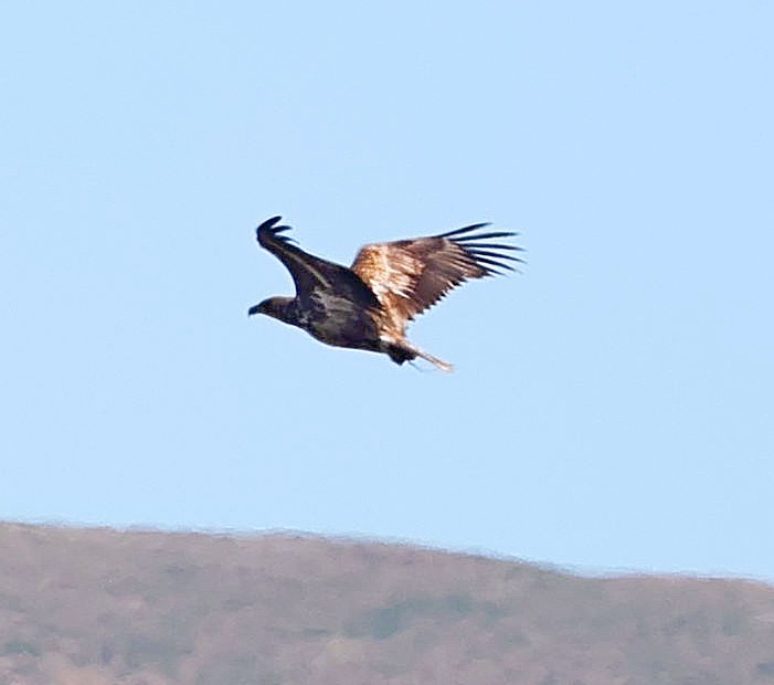 orel mořský - ML645600494