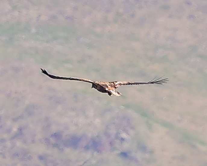 orel mořský - ML645600495