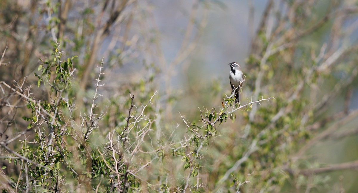 Black-throated Sparrow - ML645600502