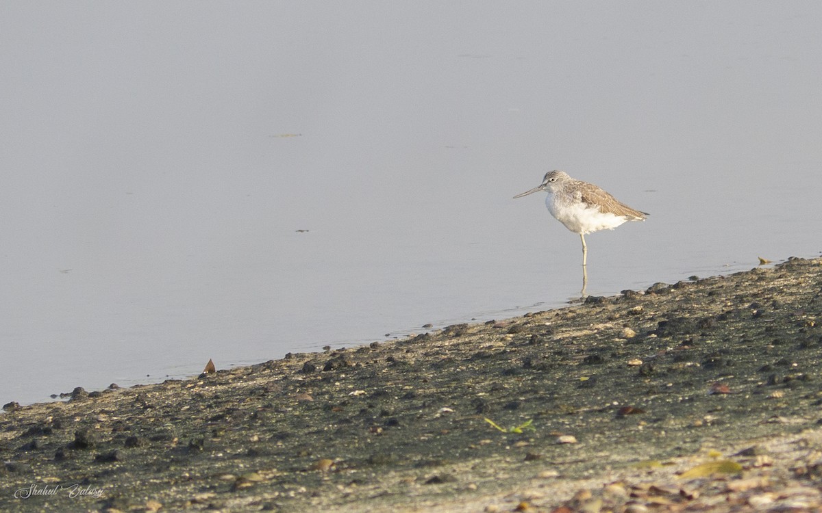 Common Greenshank - ML645600506