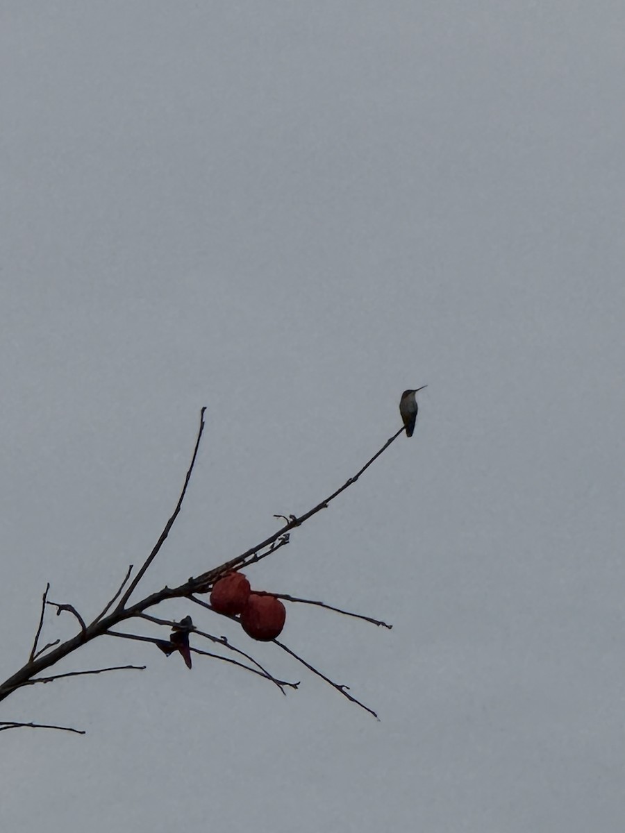 Ruby-throated Hummingbird - ML645600508