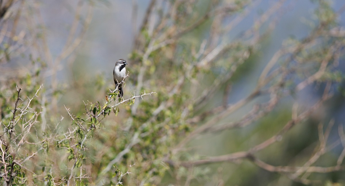 Black-throated Sparrow - ML645600509