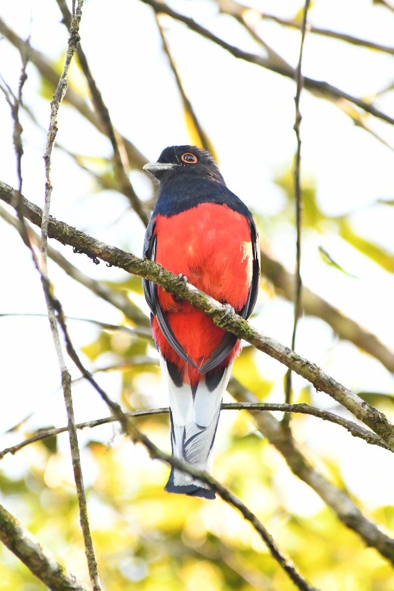 Surucua Trogon - ML645600511