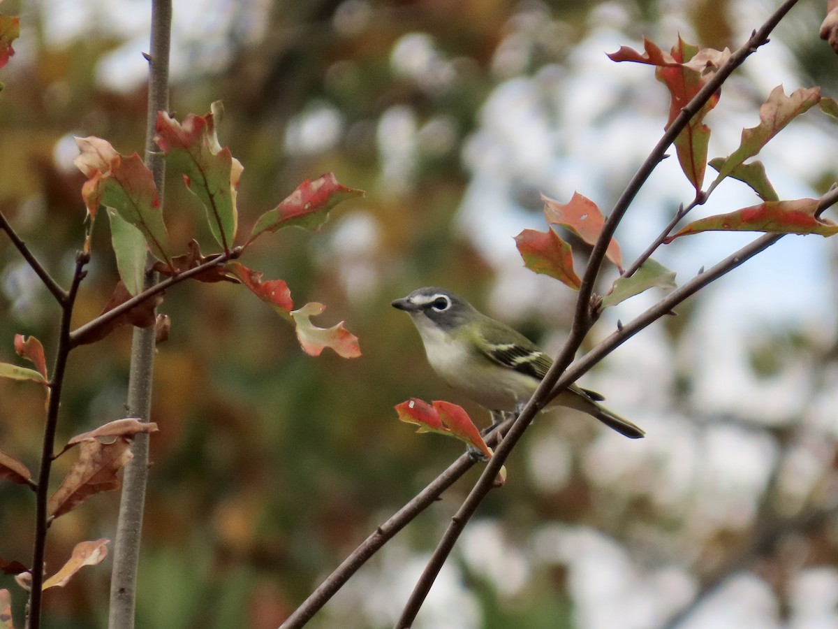 Blue-headed Vireo - ML645600517