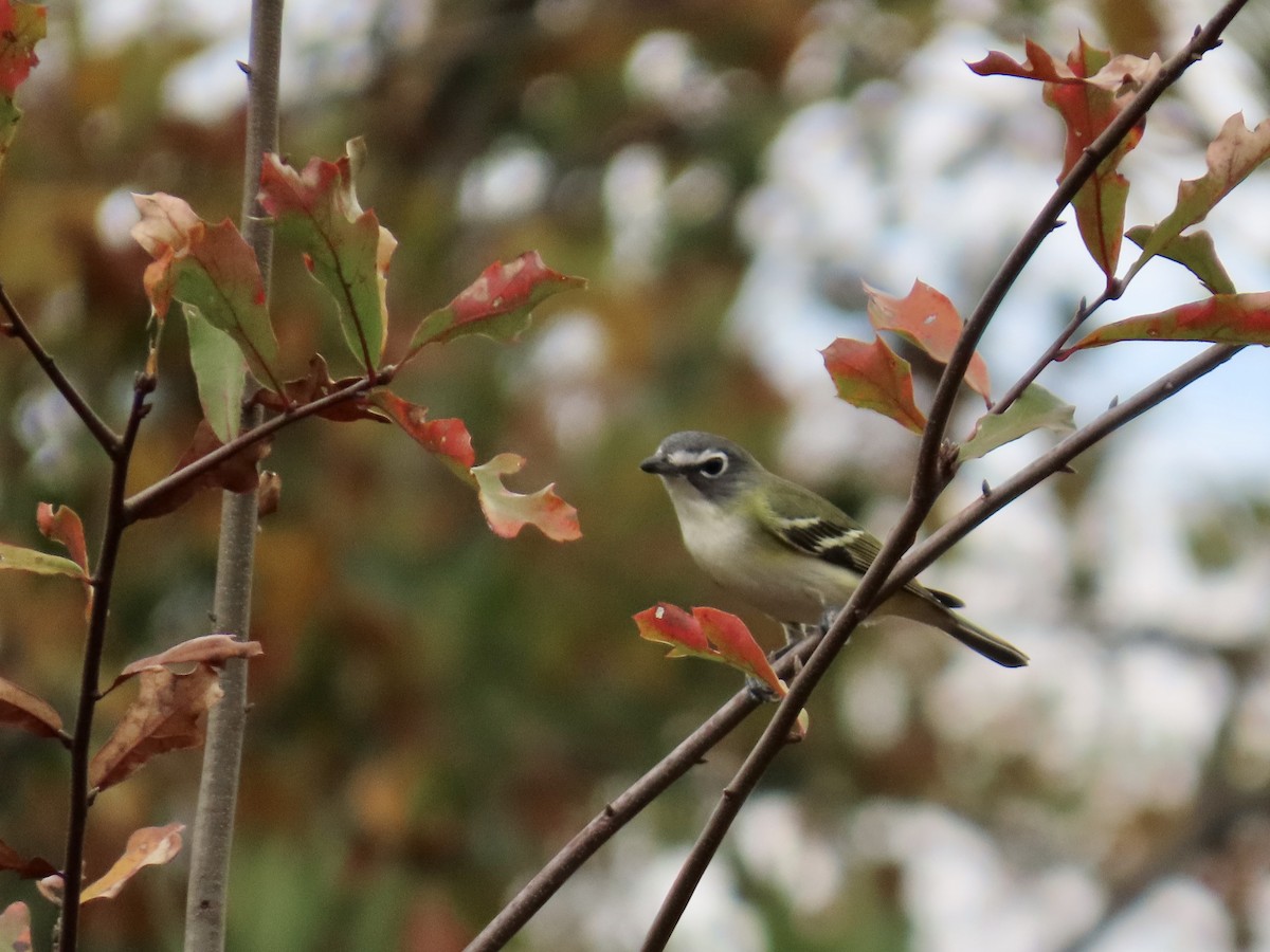 Blue-headed Vireo - ML645600518