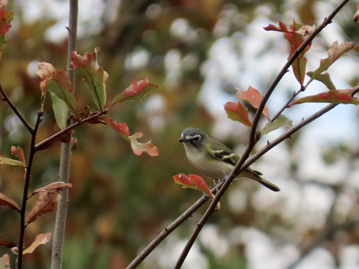 Blue-headed Vireo - ML645600519