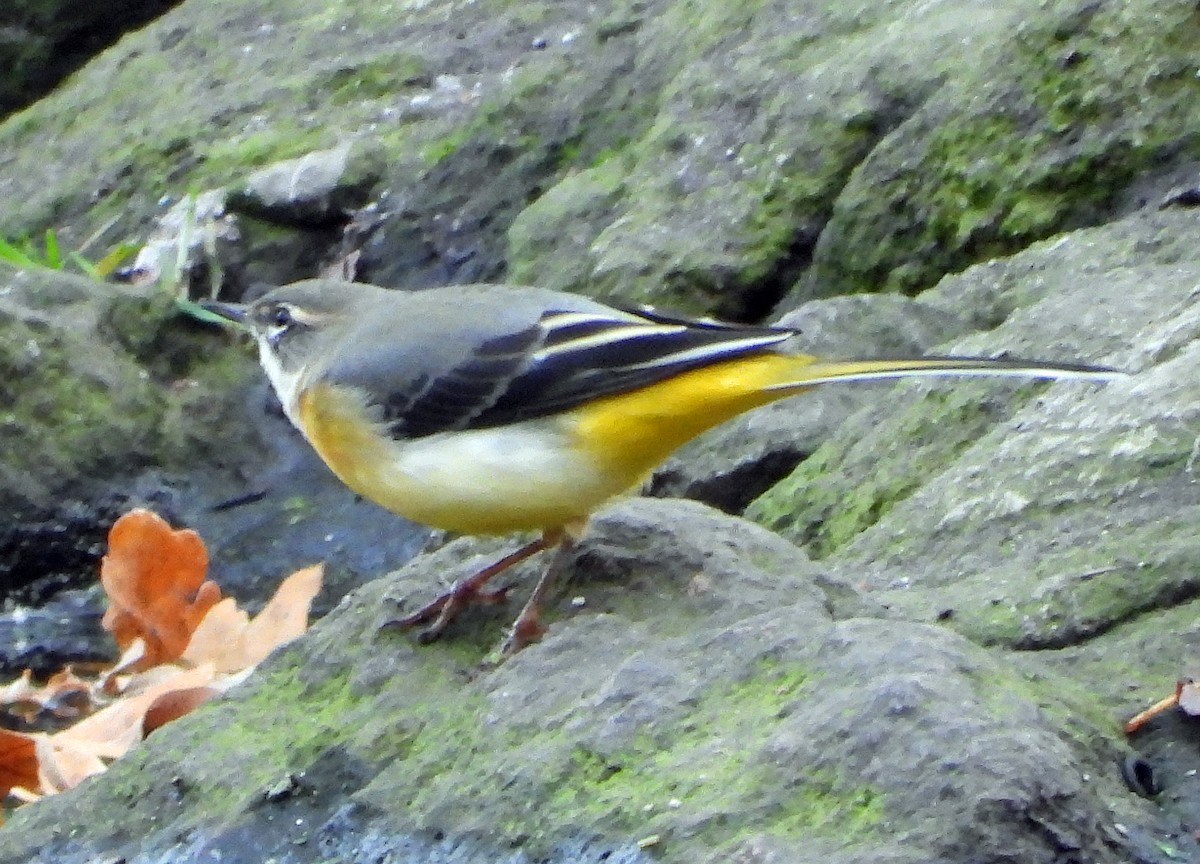 Gray Wagtail - ML645600520