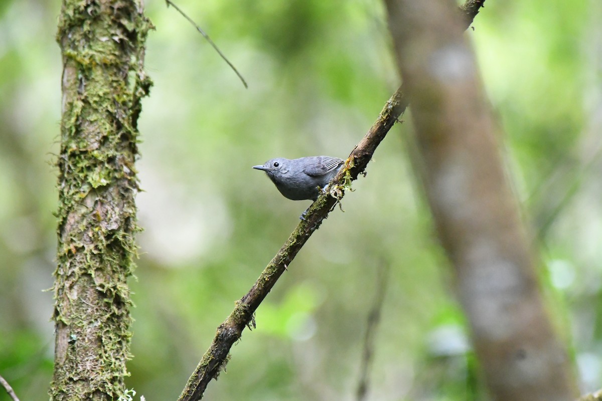 Tek Renkli Karıncaçıvgını - ML645600528