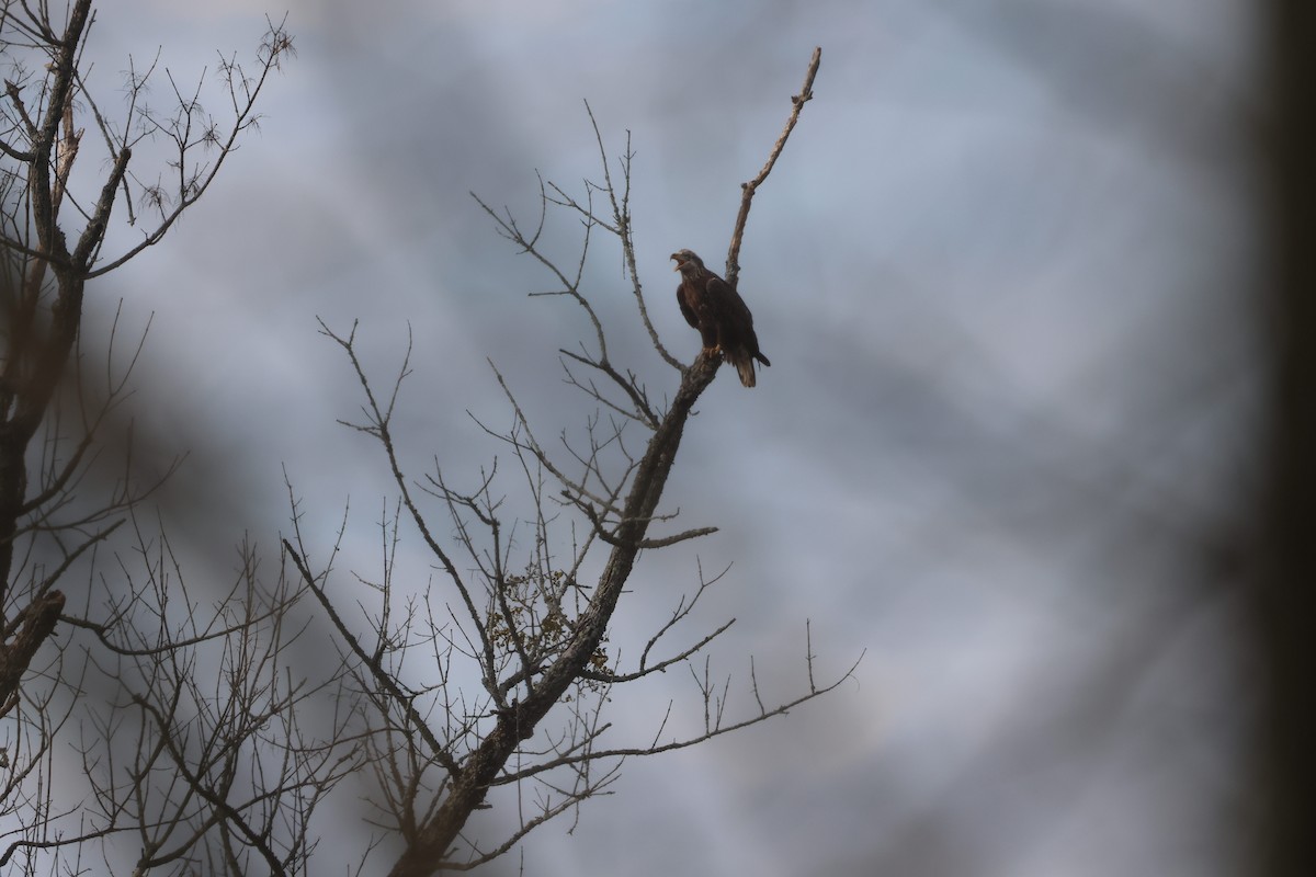 Weißkopf-Seeadler - ML645600532