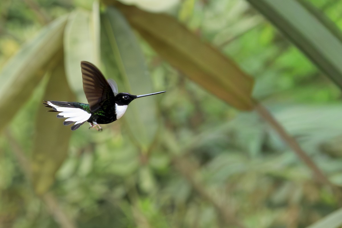 Collared Inca - ML645600533