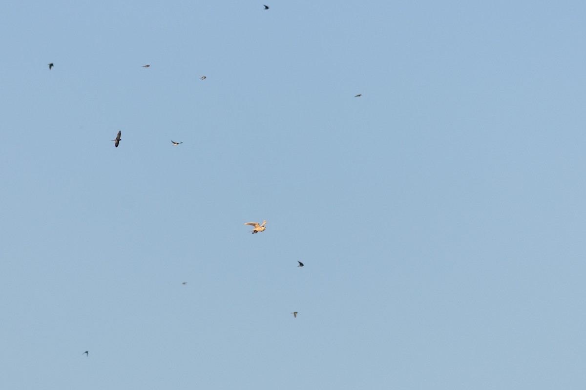 Boz Doğan - ML645600535