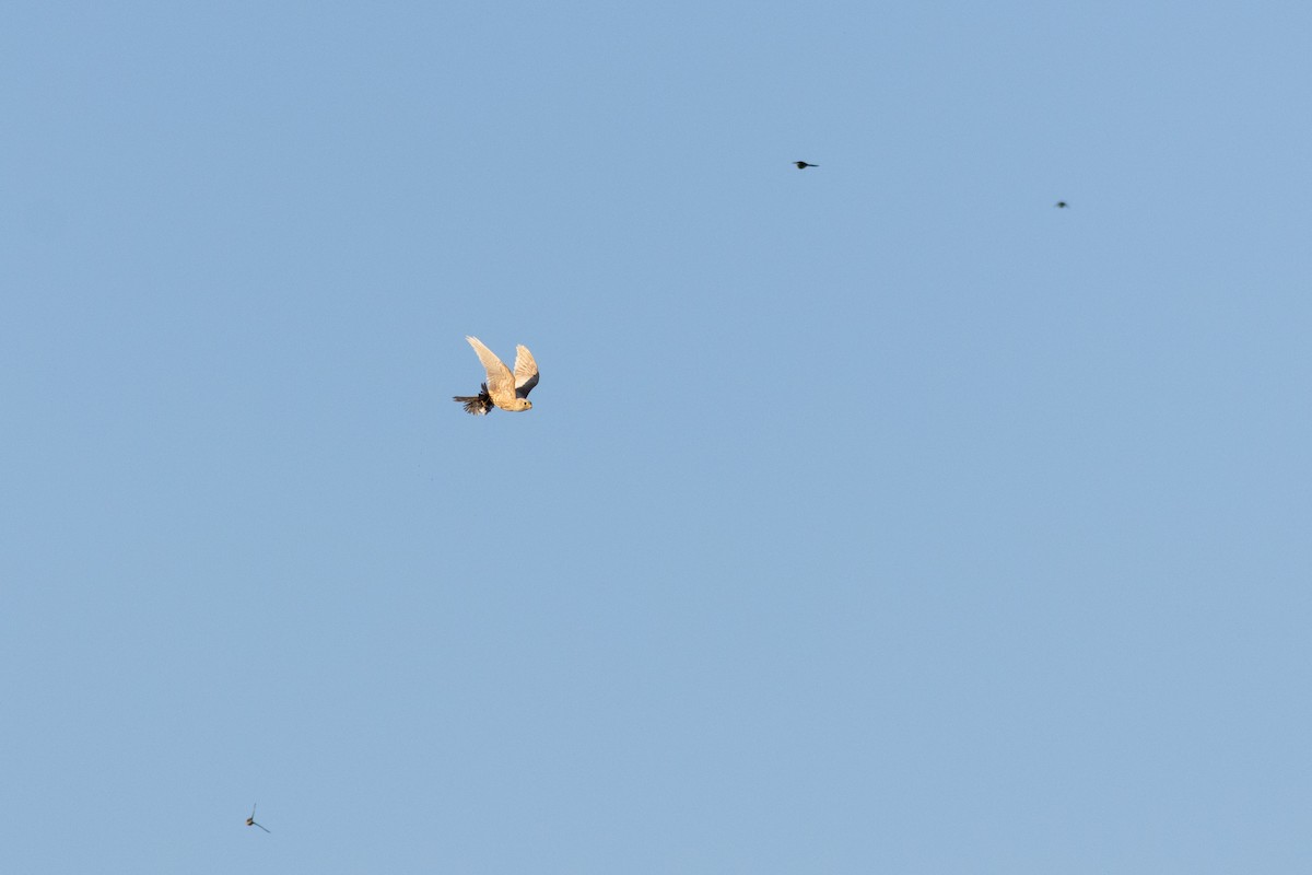 Boz Doğan - ML645600536