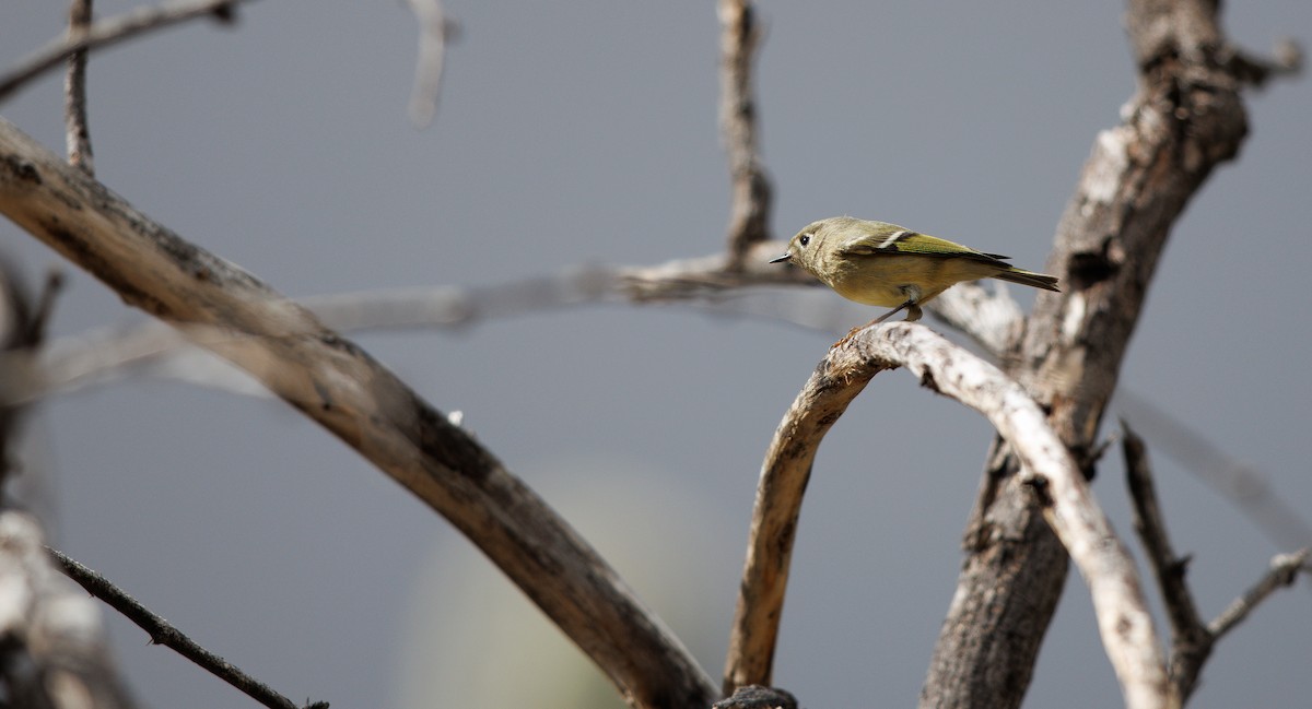 Gözlüklü Çalıkuşu - ML645600539