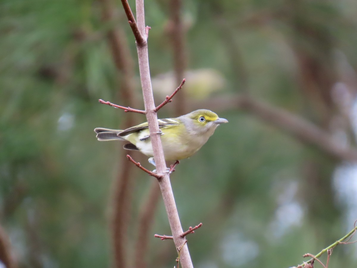 Ak Gözlü Vireo - ML645600541