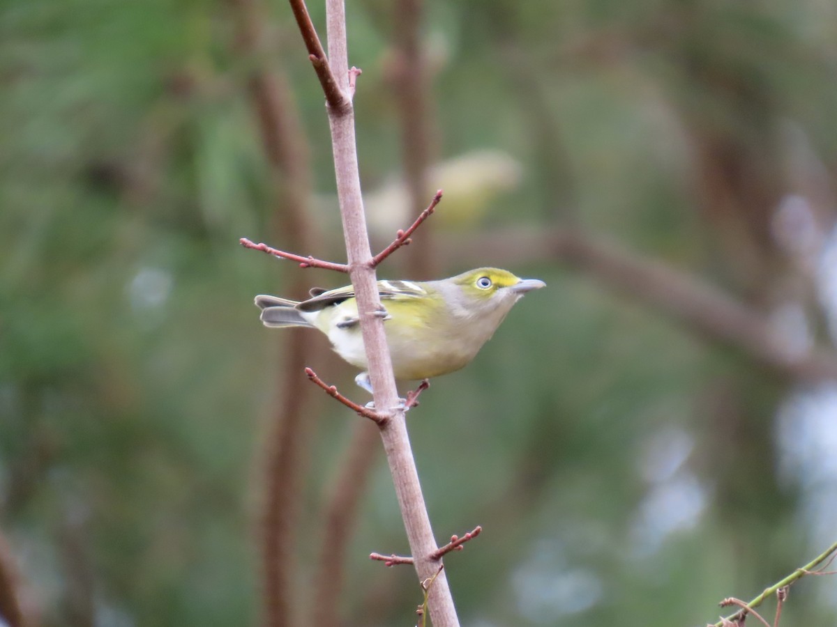 Ak Gözlü Vireo - ML645600542